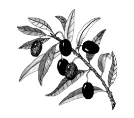 olive sketch element, olive branch isolated over white background, leaves, olives, hand drawn retro 