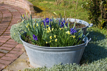 Canvas Print - Rustic tin tub with flowers - hyacinth and narcissus