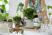 Young Woman Gardener Takes Care Of Green Plants In Stylish Marble Ceramic Pots Plants Love. Concept Of Home Garden. Spring Time. Stylish Interior With A Lot Of Plants. Template.