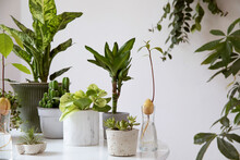 Stylish And Botany Composition Of Home Garden Filled A Lot Of Plants In Different Pots On The White Table. White Background Walls. Plants Love. Spring Blossom. Template.