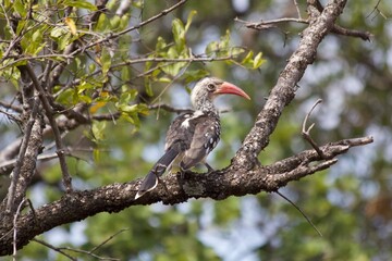 Crowned hornbill in African bushveld