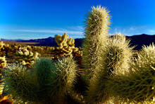 Beautiful Shot Of A Cholla Plant Under The Clear Skies