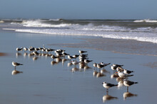 Royal Terns On The Beach