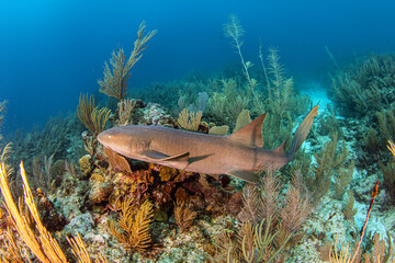 Wall Mural - Nurse shark during a scuba dive at Belize