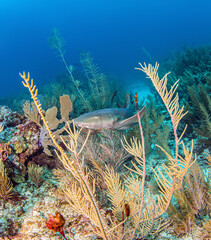 Wall Mural - Nurse shark during a scuba dive at Belize