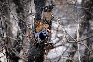 A woodpecker in the forest pecked the bark on the trunk of a tree foraging for food. There is a woodpecker and a tinder mushroom on the trunk of a tree. A bird with a red head and mottled plumage take