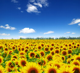 Poster - field of blooming sunflowers