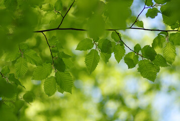 Wall Mural - Green leaves background on forest