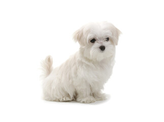 Wall Mural - Puppy Maltese lapdog isolated on white