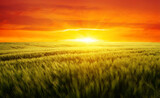Fototapeta Zachód słońca - Sunset on the wheat