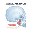 Medial pterygoid facial muscle as masticatory muscular system part outline diagram. Labeled educational anatomy scheme with deep head and superficial location vector illustration. Medical explanation.
