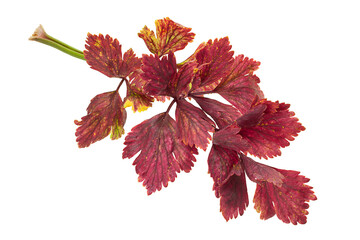 Wall Mural - Red celery leaf on white