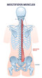 Multifidus muscles as spine backbone muscular system outline diagram. Labeled educational anatomy structure with back vertebrae from sacrum to axis vector illustration. Transversospinales location.