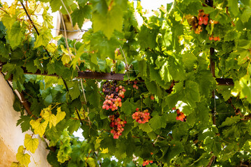 Poster - Beautiful shot of red grapes hanging on the vines