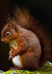 Poster - Vertical close up shot of red squirrel is sitting in the forest on a black background