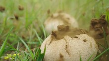 Giant Puffball Mushroom Exploding Spreading Spores In Slow Motion