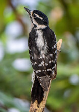 Vertical Closeup Back View Of A Downy Woodpecker Perching On The Edge Of A Branch