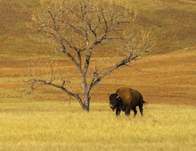 Buffalo On The Prairie Under A Tree In Wind Cave National Park