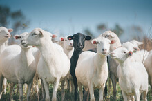 Beautiful Shot Of White Sheeps And A Black Sheep In The Field On Blurred Background
