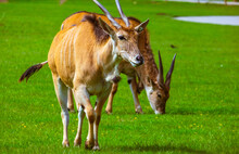 Closeup Of Common Eland Or Antelope Kicking The Grass