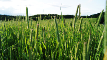 Wall Mural - selective focus shot of a field full of green timothy grass