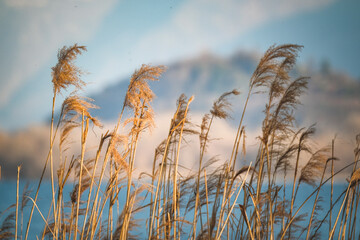 Poster - Closeup of tall reed grasses by the lake