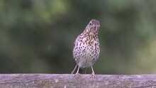One Song Thrush With A Captured Earthworm.