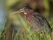 Photo Of A Green Heron In Nature, A Small Heron Of North And Central America