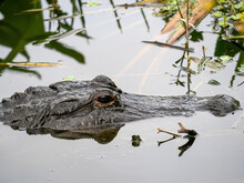 Closeup Photo Of An Alligator In A Lake