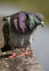 Canvas Print - Vertical shallow focus shot of a rock pigeon