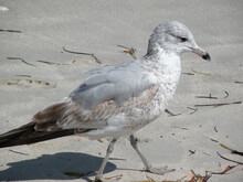 Close Up Shot Of Ring Billed Gull Bird Walking On The Sand