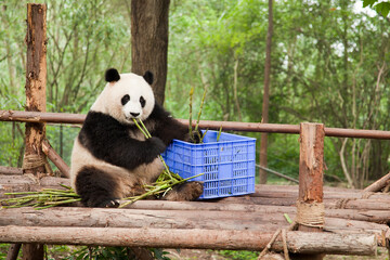 Poster - Giant panda eating bamboo in Chengdu Research Base of Giant Panda Breeding. Chengdu, China.