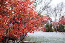 Colorful Red Tree During Autumn In A Beautiful Home Backyard During A Light Snow