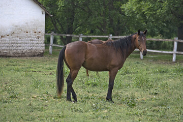 Sticker - Group of young horses grazing in the horse stud farm