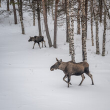 Couple Of Furry Elks In The Winter Forest, Arjeplog,Sweden