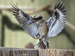 Poster - Bird Laughing kookaburra portrait with opened wings in Arizona zoo