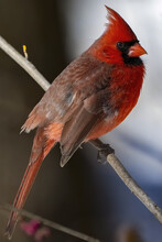 Close-up Shot Of A Male Cardinal On A Branch Of Tree