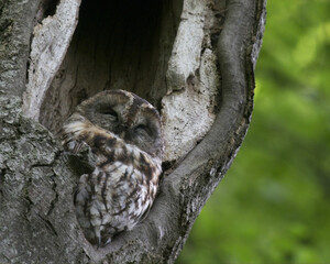 Closeup shot of a cute owl slipping in the hollow of a tree