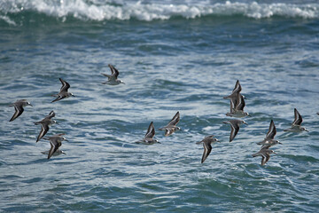 Wall Mural - Beautiful view of a small flock of seabirds flying over the sea on a sunny day