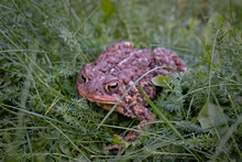 Close Up Shot Of Houston Toad (Anaxyrus Houstonensis) Frog On A Grass
