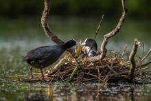 Closeup Of Eurasian Coots In The Nest