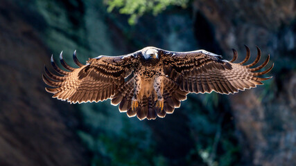 Canvas Print - close-up front shot of a stone eagle in flight.