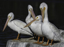 Beautiful Shot Of A Flock Of White Pelicans Standing On A Rock