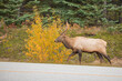 Side view of a Roosevelt elk walking along the road