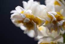 Closeup Of Beautiful Narcissus Flowers On A Dark Background