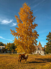 Sticker - Vertical shot of a cow on grassland under a high yellow tree in Durmitor National Park, Montenegro