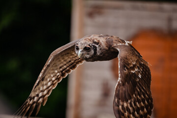 Poster - Shallow focus shot of a verreaux's eagle-owl flying outdoors during daytime on a blurred background