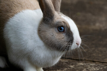 Poster - Close-up shot of a beautiful blue-eyed domestic rabbit on a blurred background