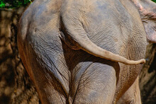 Close-up Shot Of An Elephant  Tail