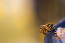Macro View Of An Africanized Bee Worker (Africanized Honey Bee Or The "killer Bee") Gathering Water